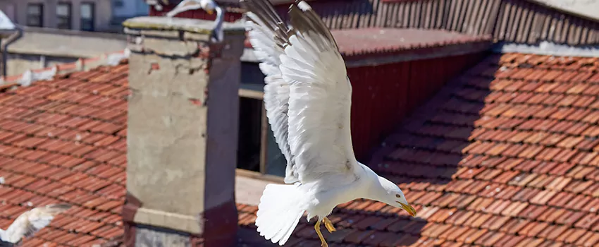 Residential Chimney Animal Removal Solution in Mount Pleasant, MI